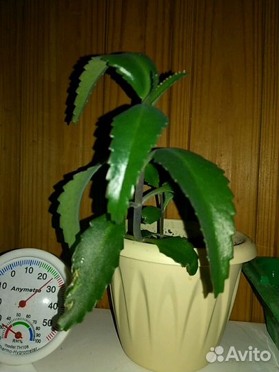 Каланхое или домашний доктор