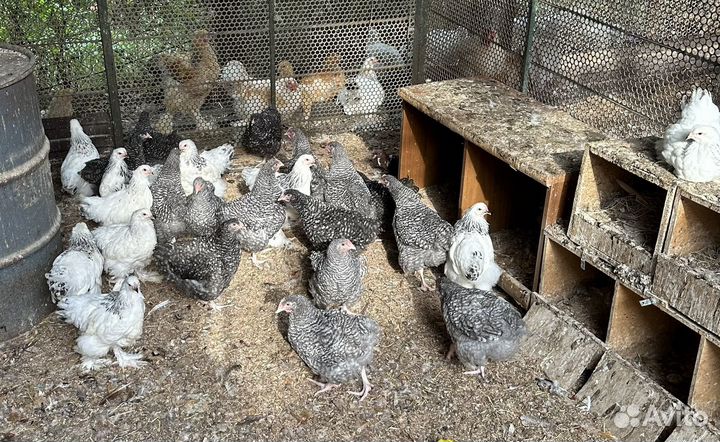 Цыплята брама колумбийская, орпингтон полосатый