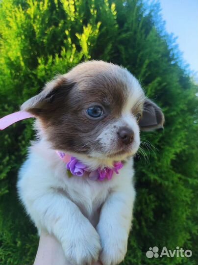 Щенки чихуахуа