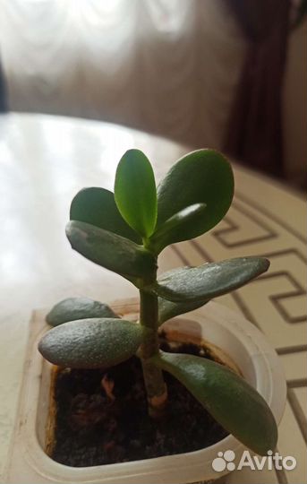 Толстянка- Денежное дерево