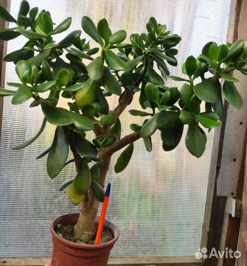 Толстянка денежное дерево