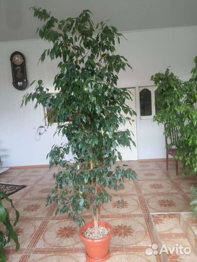 Фикус бенджамина