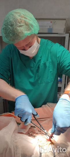 Ветеринарный врач