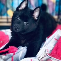 Схипперке, щенок