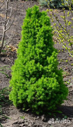 Ель канадская Коника