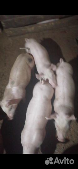 Пьетрен макстер