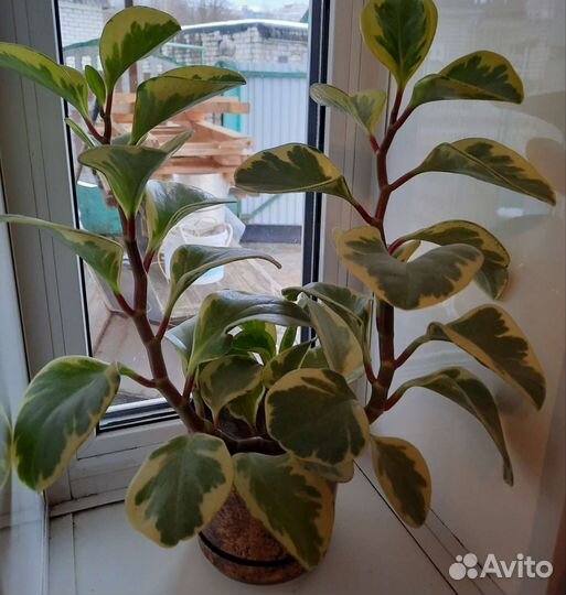 Пеперомия вариегатная,антуриум амалия элегантс