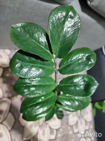 Замиокулькас