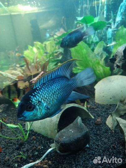 Наннакара блю неон