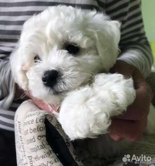 Бишон фризе мальчики и девочки