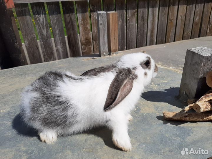 Кролики на племя: Белый паннон и др.есть 