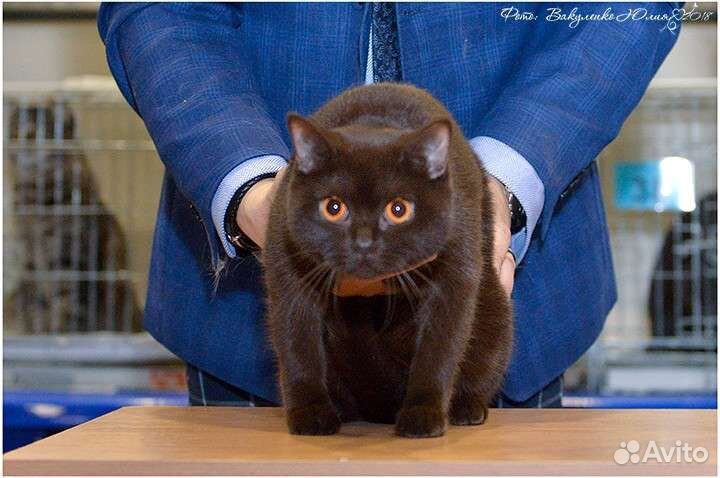 Британские кошки в добрые руки