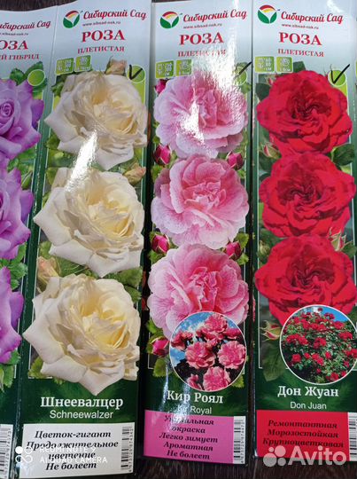 Саженцы роз