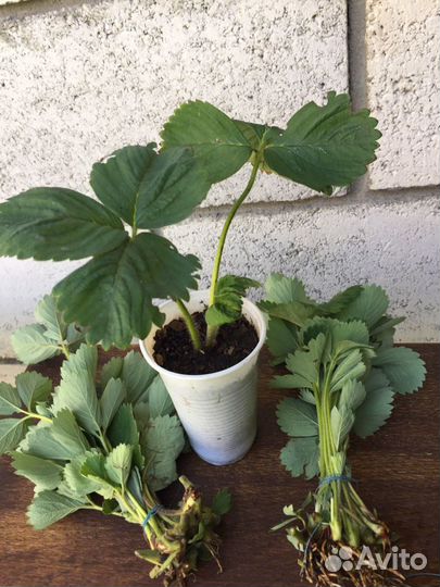 Рассада клубники Альба, Елизавета-2 и др