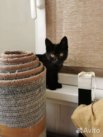 Малышка пряталась от ливня под машиной