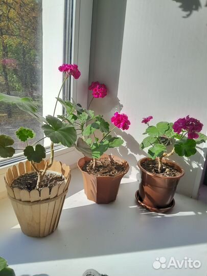 Герань цветущая