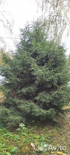 Ель живая на нг