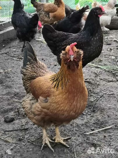 Инкубационное яйцо кур несушек