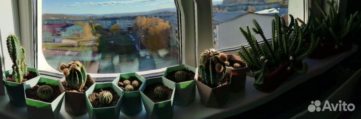 Кактусы и суккуленты