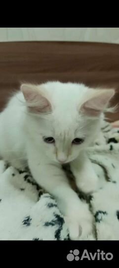 Кот домашний