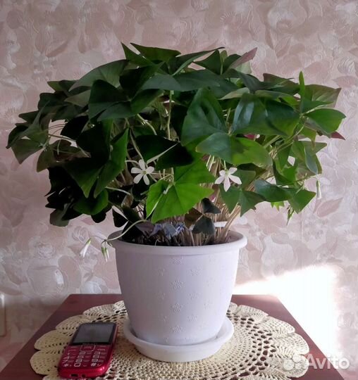 Комнатные цветы кислица