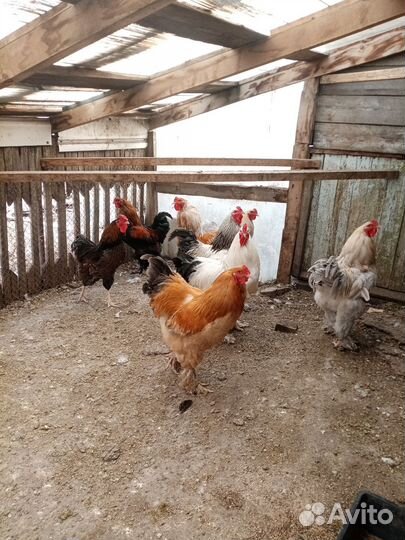 Петухи Брама