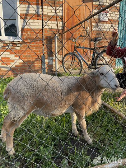 Баран на племя
