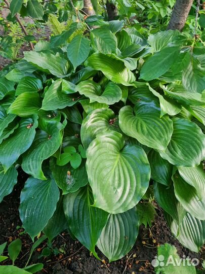 Садовые растения