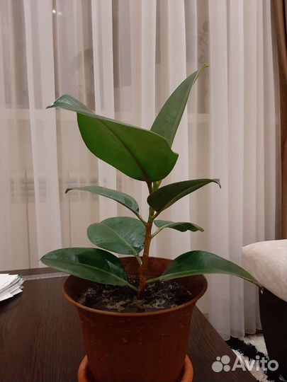 Фикус каучуконосный