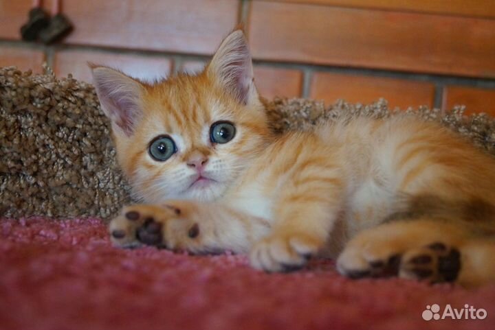 Не котёнок а тигрёнок