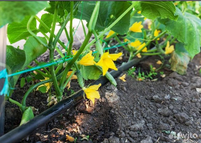 Капельная лента zelna (урожайная) 1000м