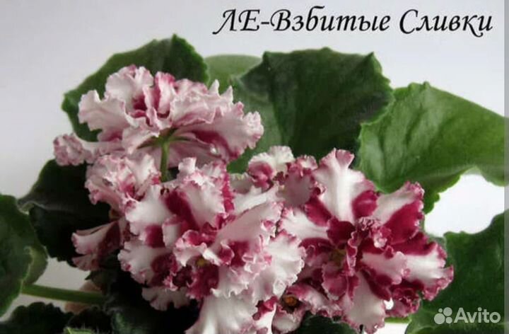 Фиалка листочки