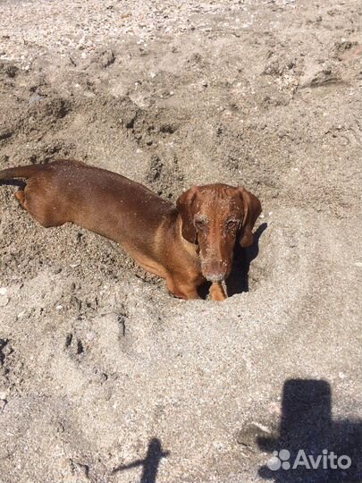 Вязка такса