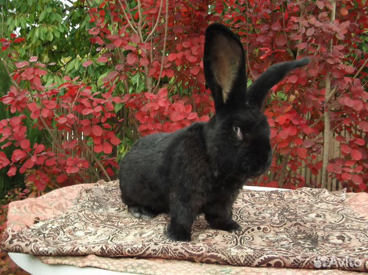 Кролики Ризен,Венский голубой