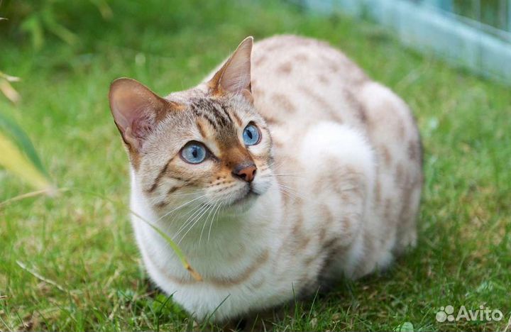 Бенгальские котята