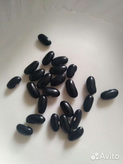 Семена фасоли