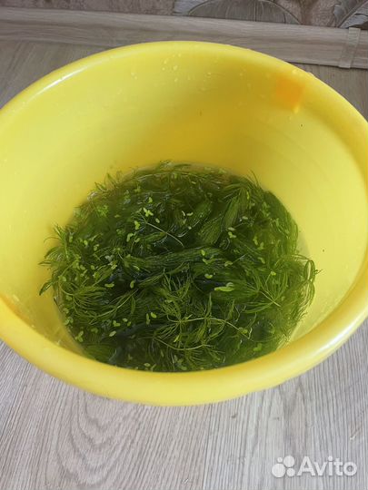 Роголистник