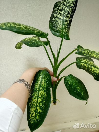 Диффенбахия крупный отросток с корнями