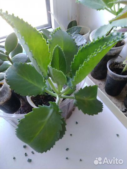 Каланхоэ лечебное