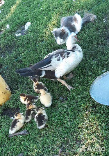 Индоутята с уточкой