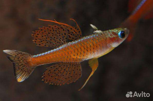 Аквариумные рыбки Свое разведение