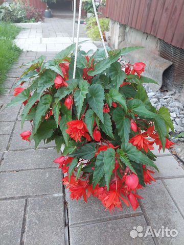 Ампельная бегония беллекония, бегония вечноцветущ