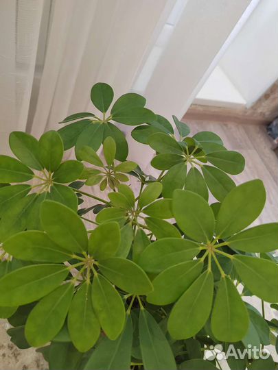 Комнатные цветы шефлера