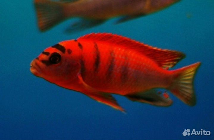 Аквариумные рыбки цихлиды молодь