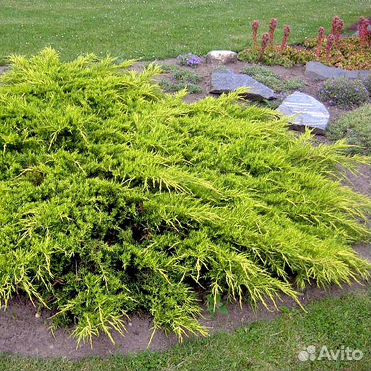 Можжевельник Голд Стар