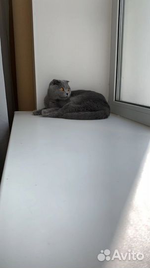 Британская кошка