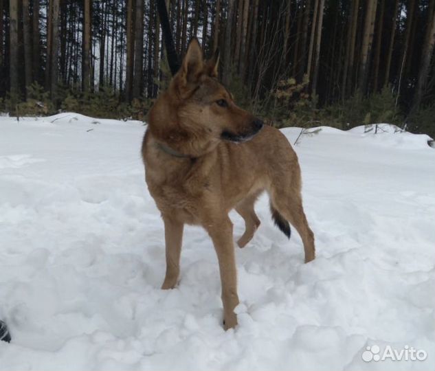 Собака девочка бесплатно