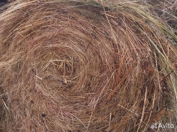 Корма для животных