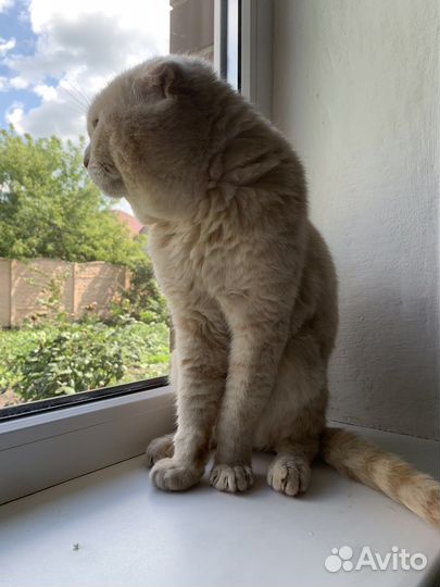 Шотландский кот вязка