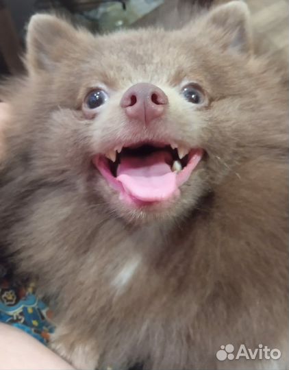 Померанский шпиц Голубоглазая Лиловая Эсмина
